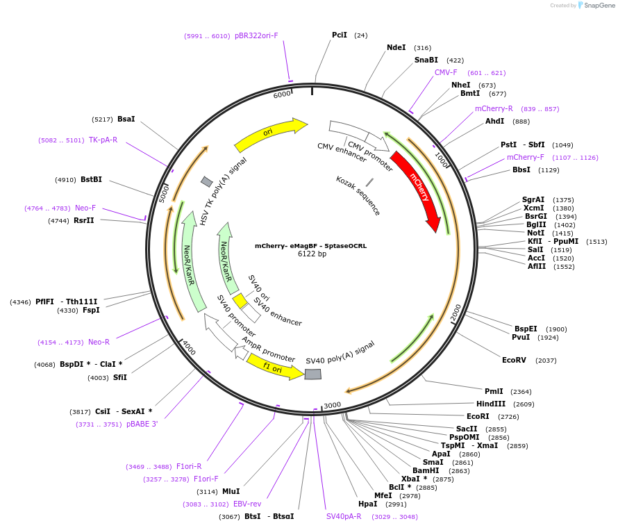 162254-plasmid-map-sequence-id-320890