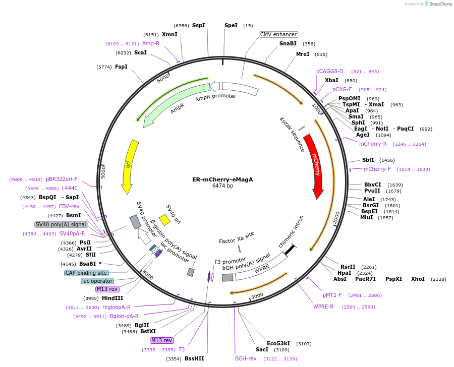 162248-plasmid-map-sequence-id-320895