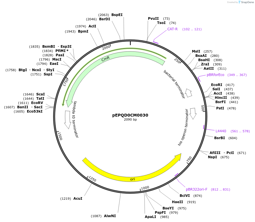 162312-plasmid-map-sequence-id-320896