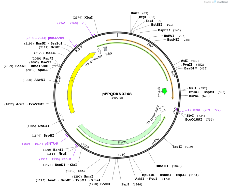 162313-plasmid-map-sequence-id-320898