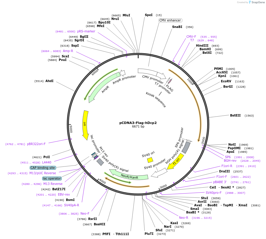 72213-plasmid-map-sequence-id-320900