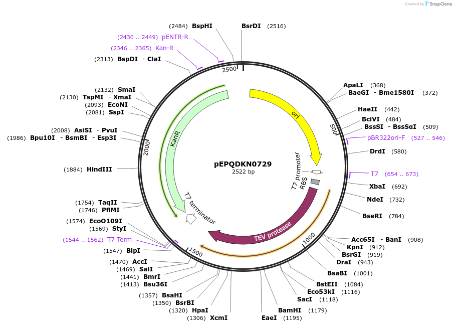 162316-plasmid-map-sequence-id-320903