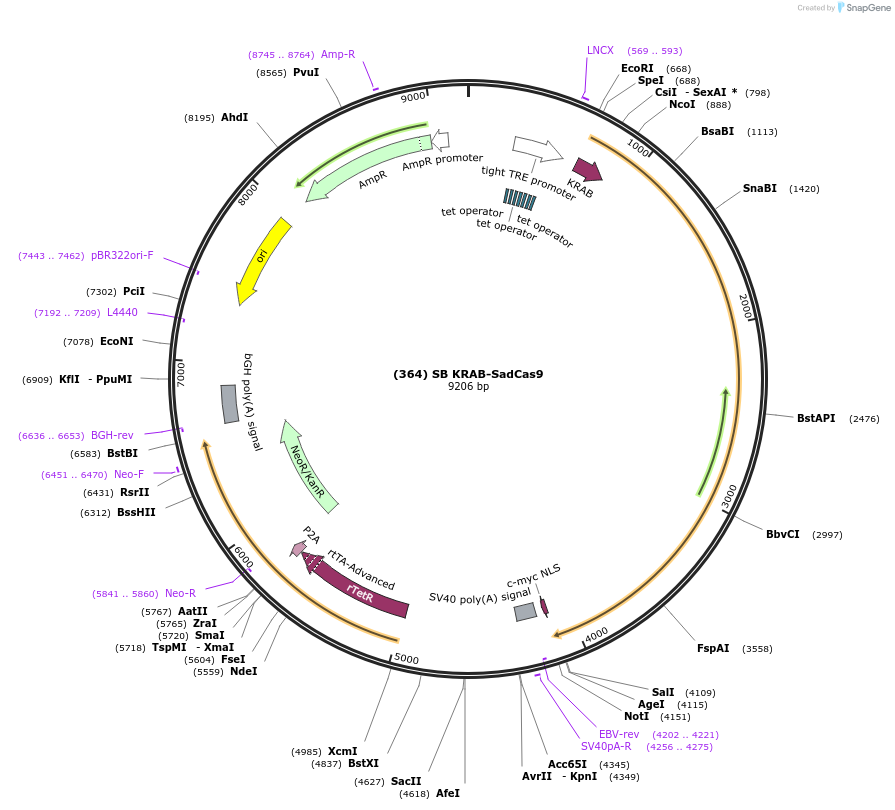 163022-plasmid-map-sequence-id-320905