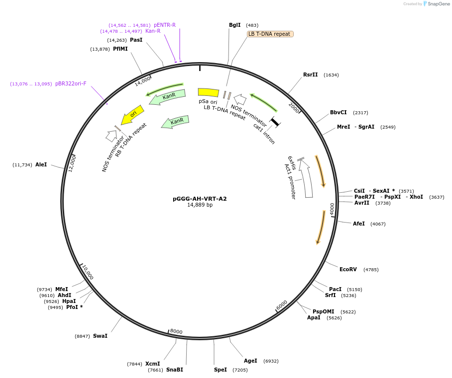 163703-plasmid-map-sequence-id-320920