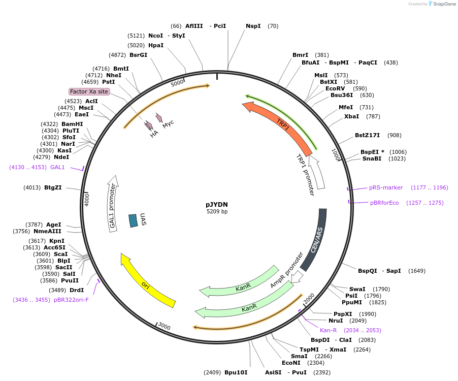 162450-plasmid-map-sequence-id-321442
