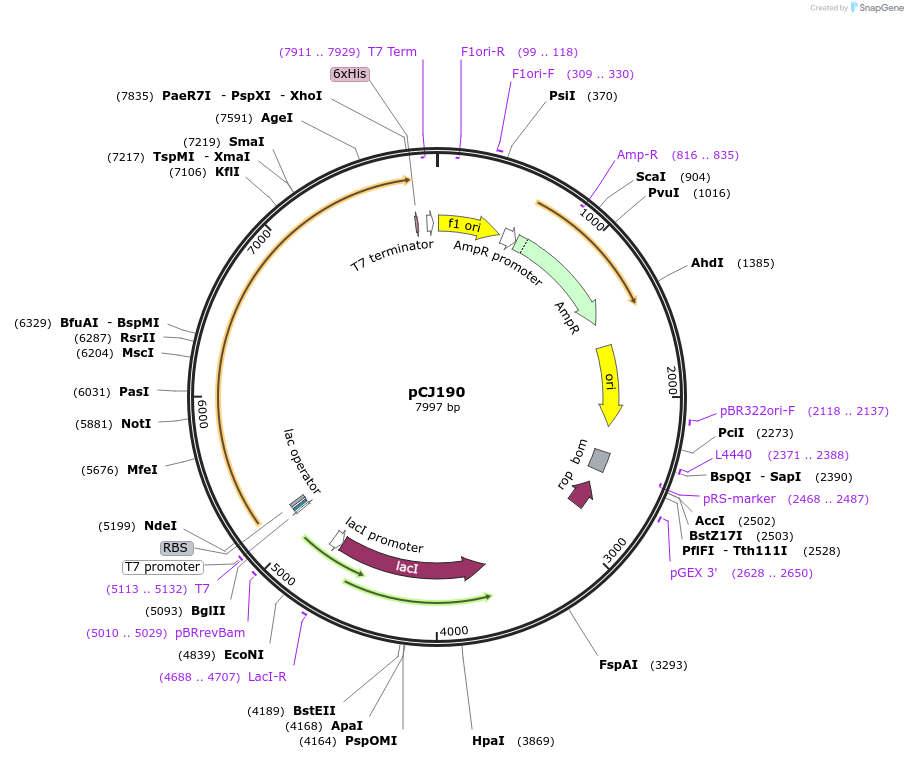 162667-plasmid-map-sequence-id-321443