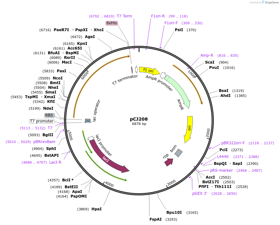 162681-plasmid-map-sequence-id-321444