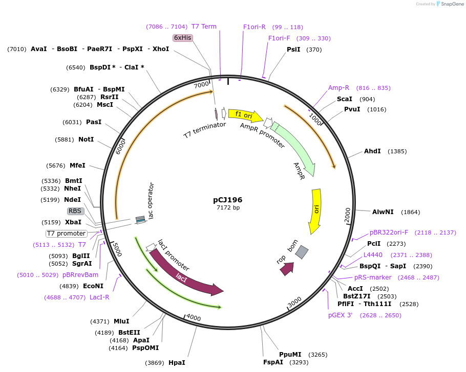 162669-plasmid-map-sequence-id-321445