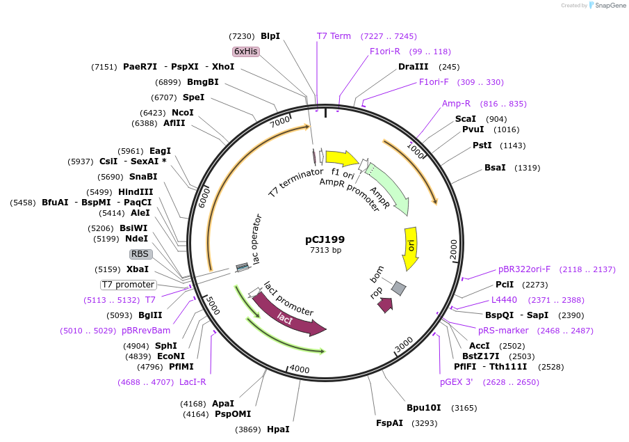 162672-plasmid-map-sequence-id-321466