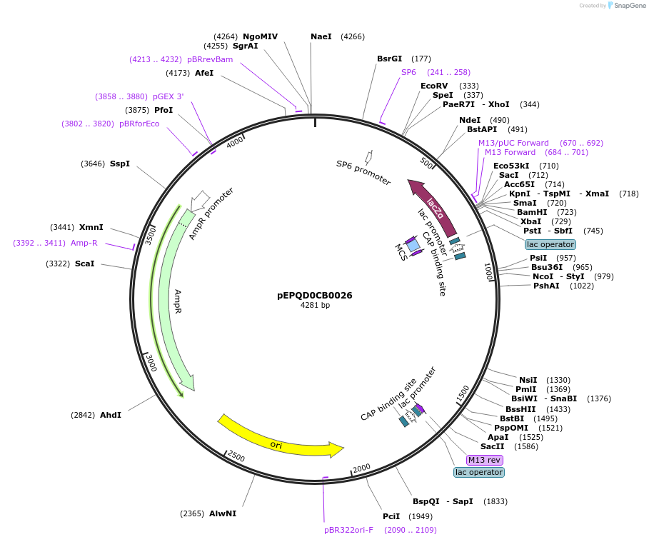 162285-plasmid-map-sequence-id-321471