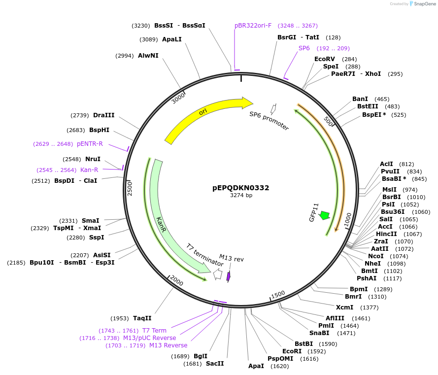 162314-plasmid-map-sequence-id-321476