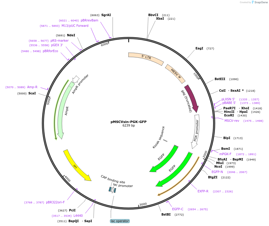 35615-plasmid-map-sequence-id-321487