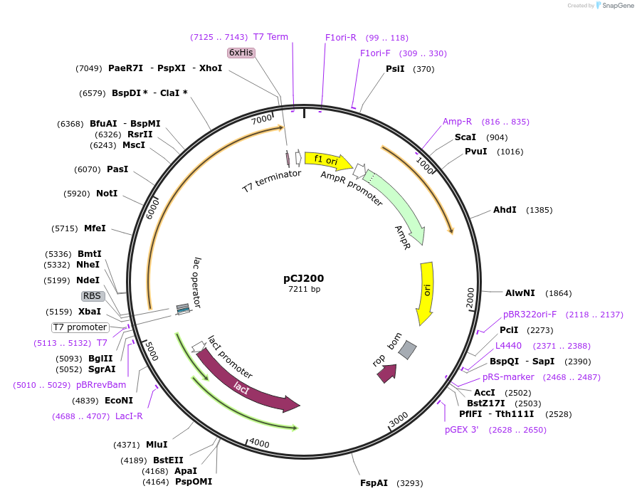 162673-plasmid-map-sequence-id-321521