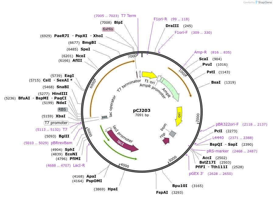 162678-plasmid-map-sequence-id-321524
