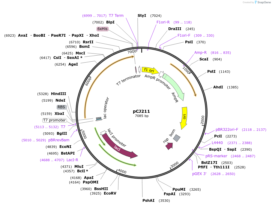 162684-plasmid-map-sequence-id-321526
