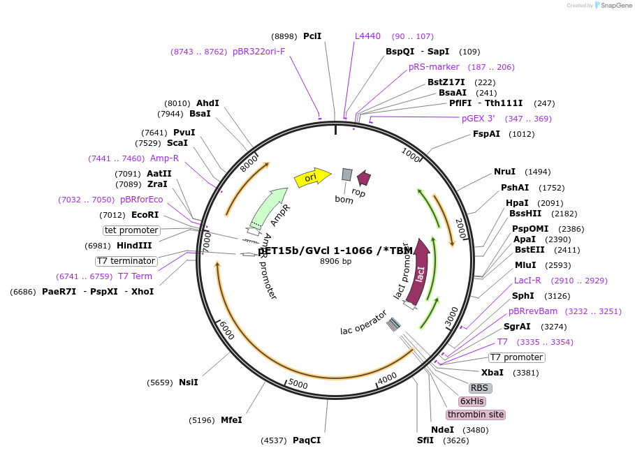 162781-plasmid-map-sequence-id-321530