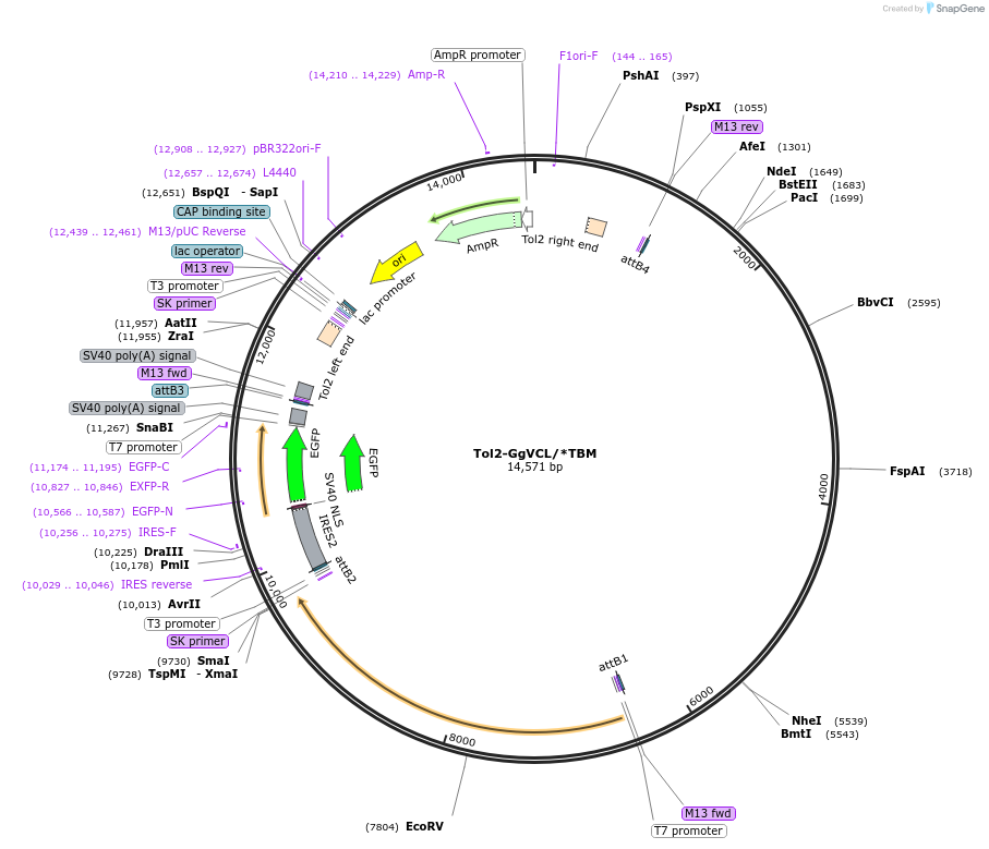 162790-plasmid-map-sequence-id-321532