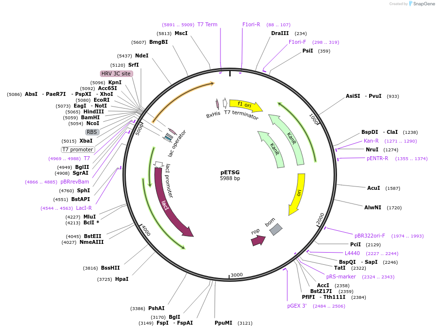 159418-plasmid-map-sequence-id-321533