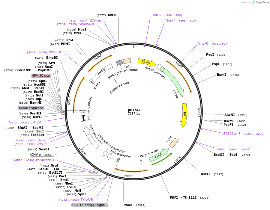 159420-plasmid-map-sequence-id-321535
