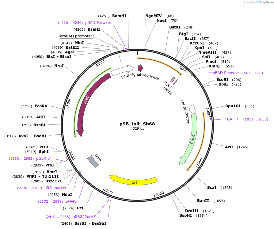 159423-plasmid-map-sequence-id-321538