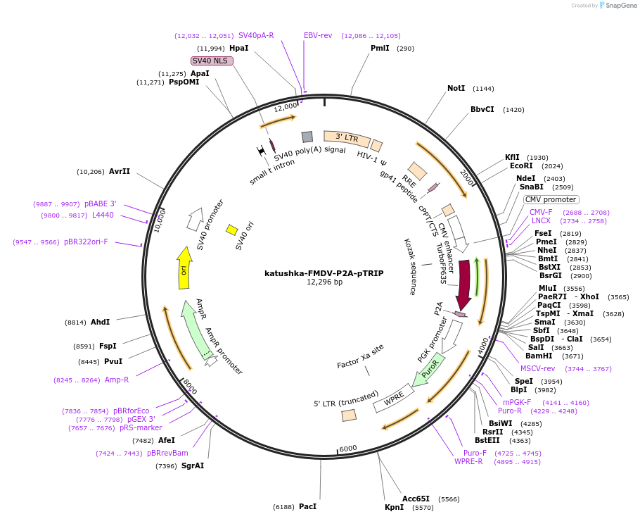 163522-plasmid-map-sequence-id-321575