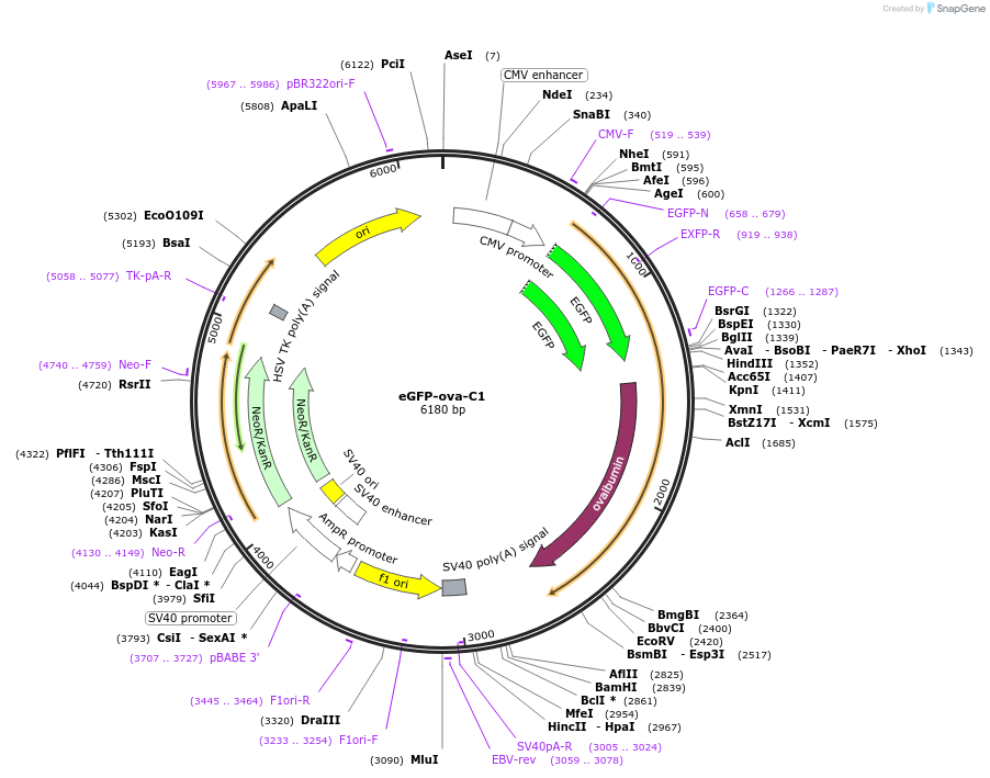 163524-plasmid-map-sequence-id-321577