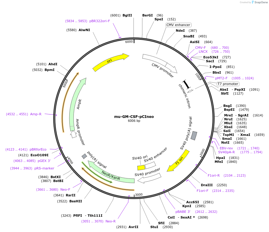 163518-plasmid-map-sequence-id-321579
