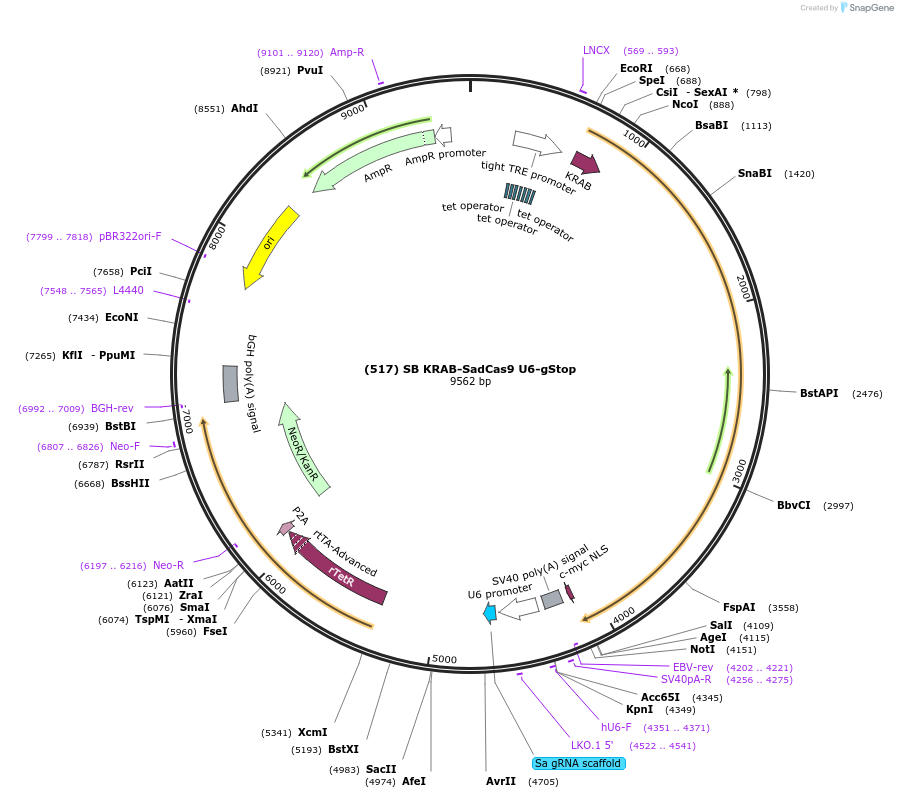 163023-plasmid-map-sequence-id-321587