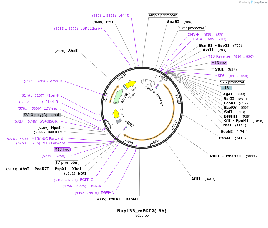 163418-plasmid-map-sequence-id-321635