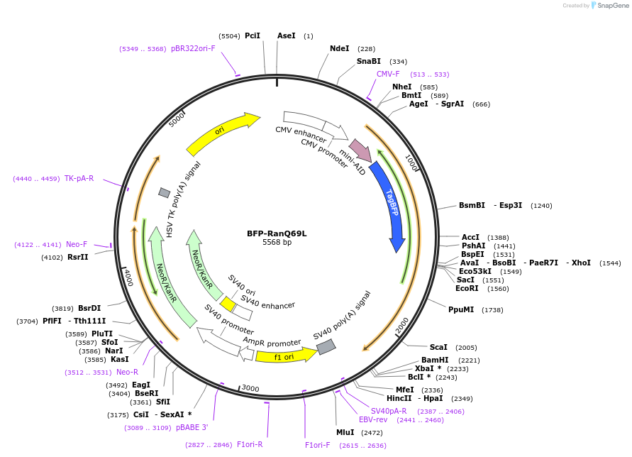 163438-plasmid-map-sequence-id-321655