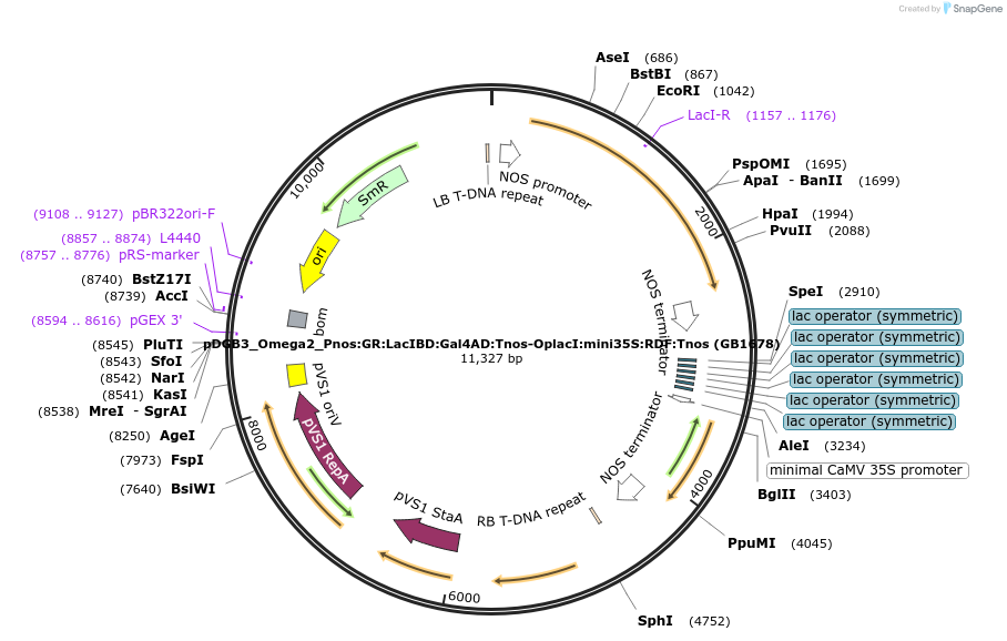 160642-plasmid-map-sequence-id-321667