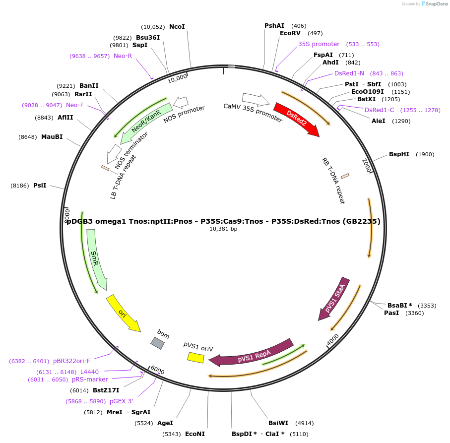 160646-plasmid-map-sequence-id-321668
