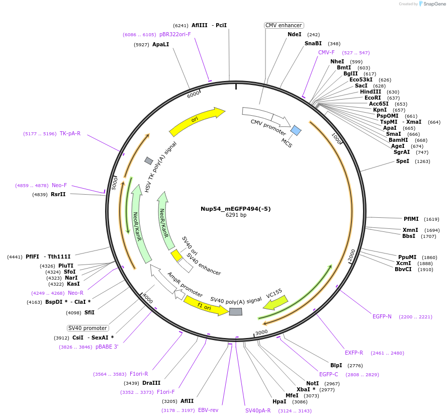 163433-plasmid-map-sequence-id-321675