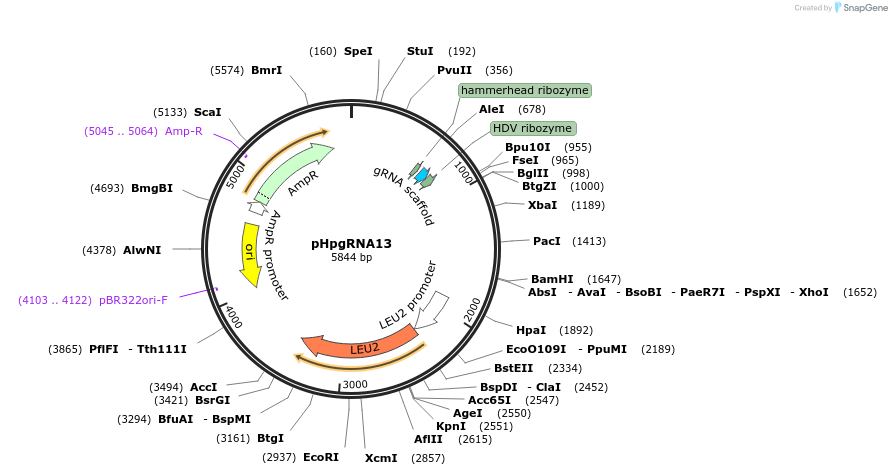 160127-plasmid-map-sequence-id-321681