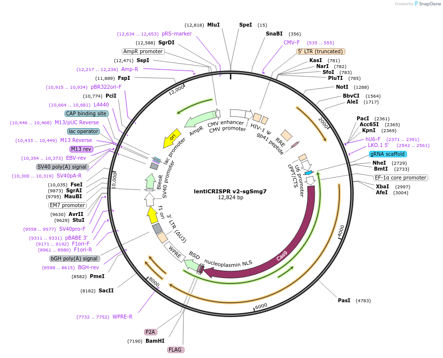 161809-plasmid-map-sequence-id-321686