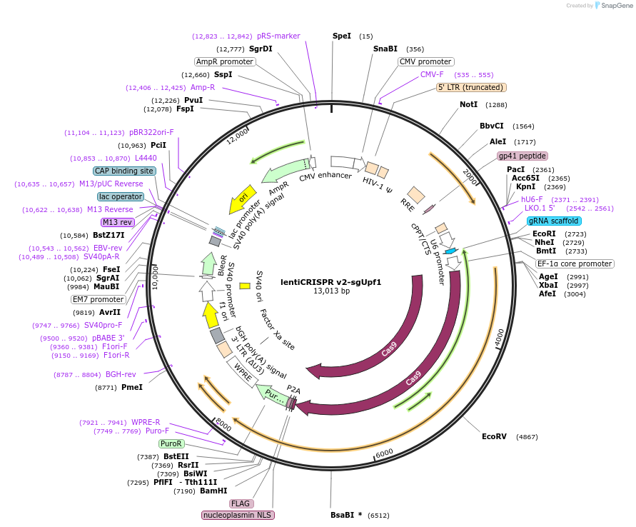161810-plasmid-map-sequence-id-321688