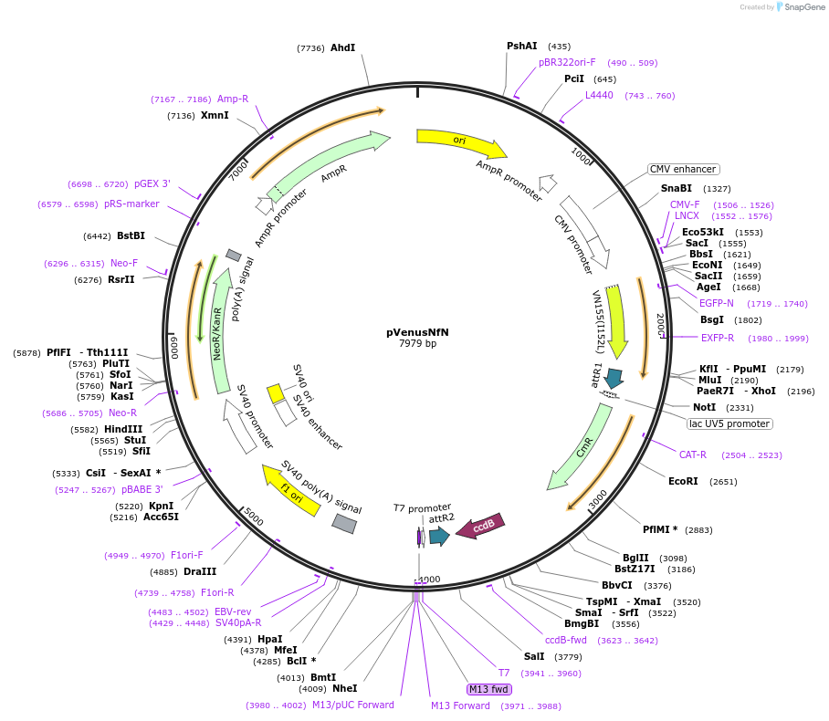 128564-plasmid-map-sequence-id-321698