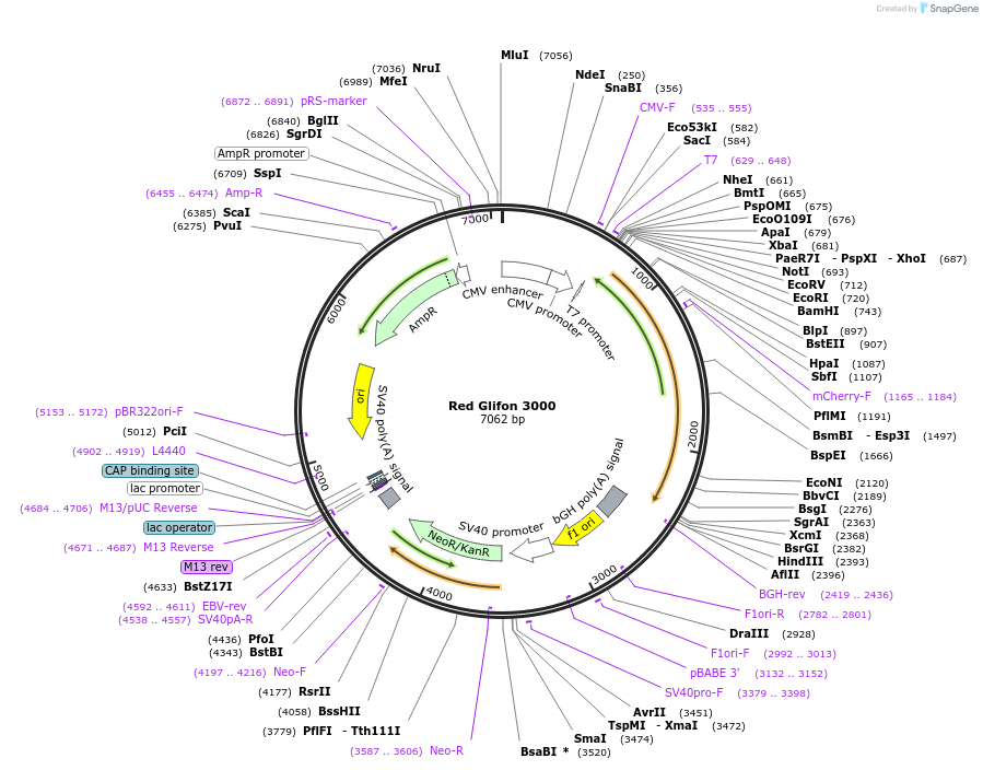 163116-plasmid-map-sequence-id-321699