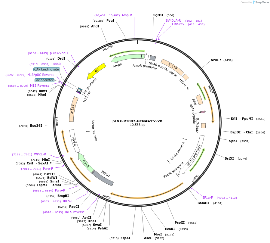 163387-plasmid-map-sequence-id-321703