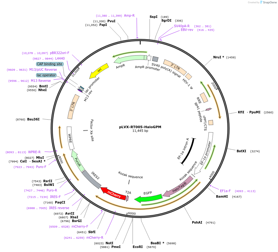 163385-plasmid-map-sequence-id-321707