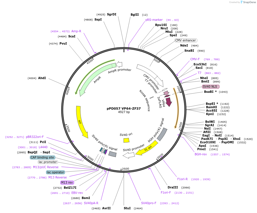 138834-plasmid-map-sequence-id-321724