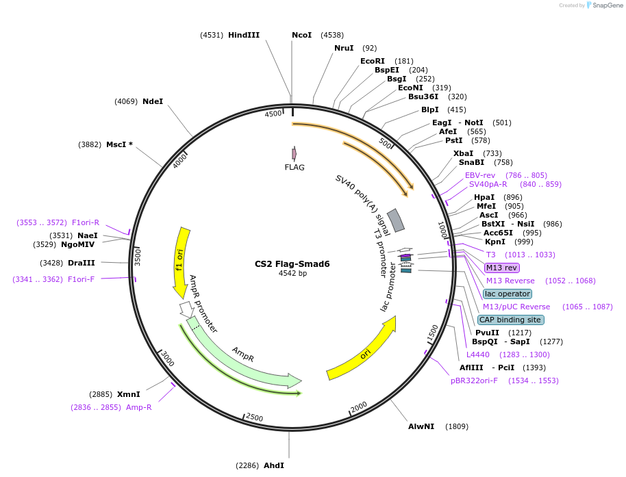 14961-plasmid-map-sequence-id-321809