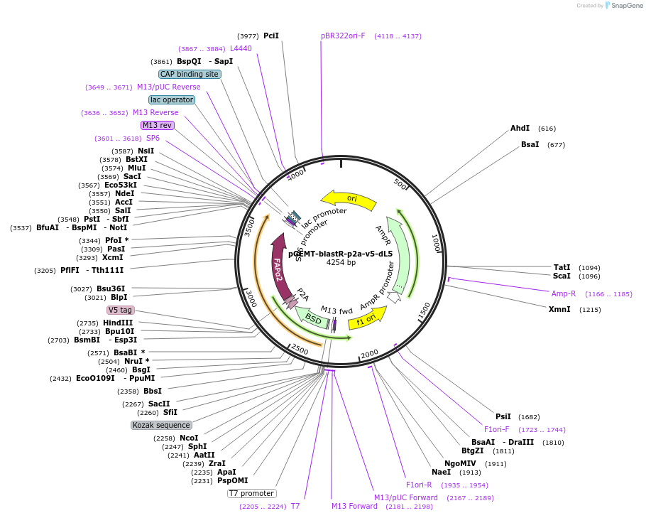 161980-plasmid-map-sequence-id-321811
