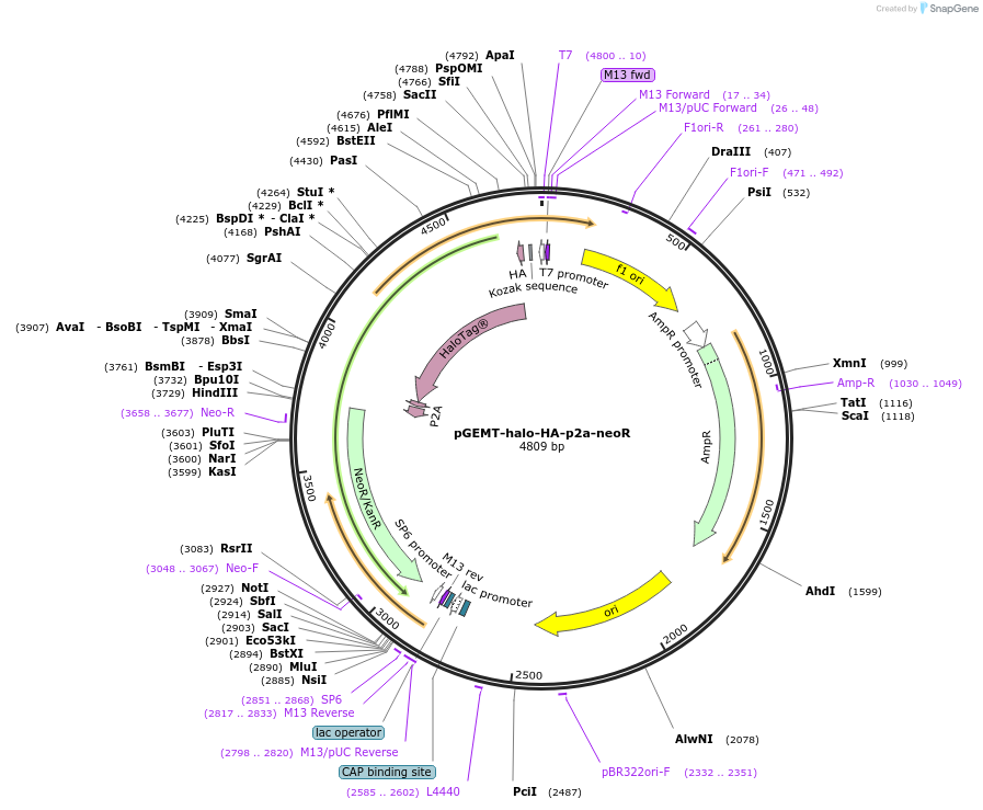 161977-plasmid-map-sequence-id-321813