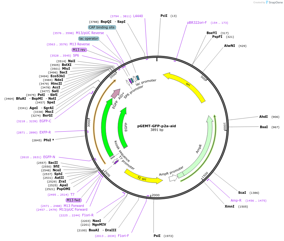 161975-plasmid-map-sequence-id-321819