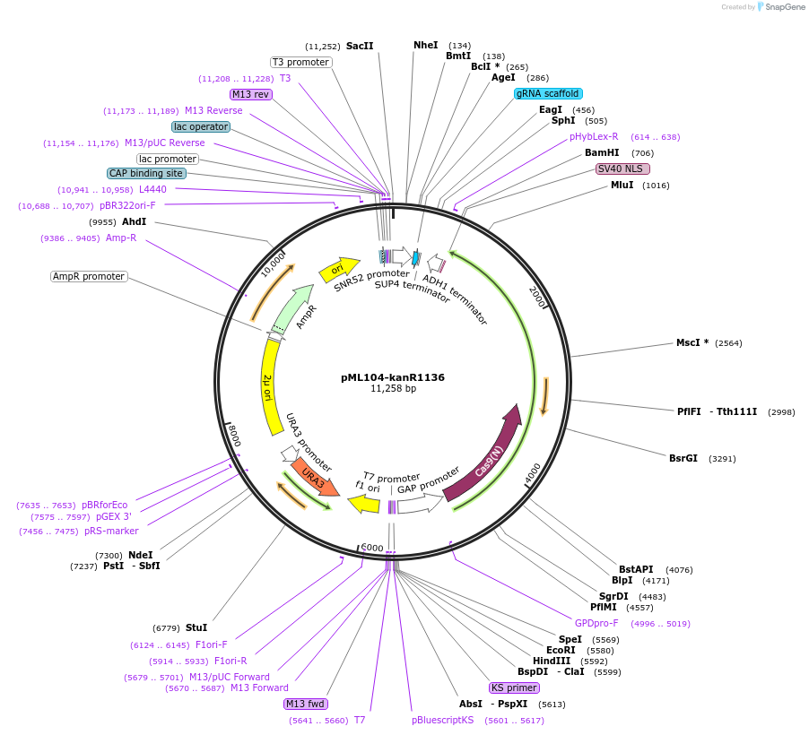 162040-plasmid-map-sequence-id-321824