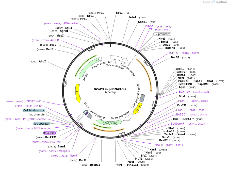 161738-plasmid-map-sequence-id-321829