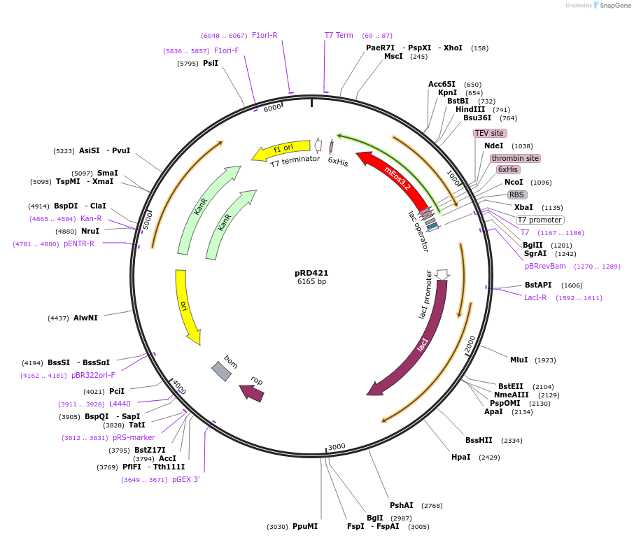 163112-plasmid-map-sequence-id-321831