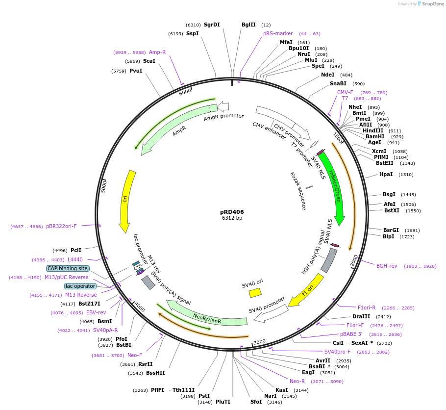 163111-plasmid-map-sequence-id-321832