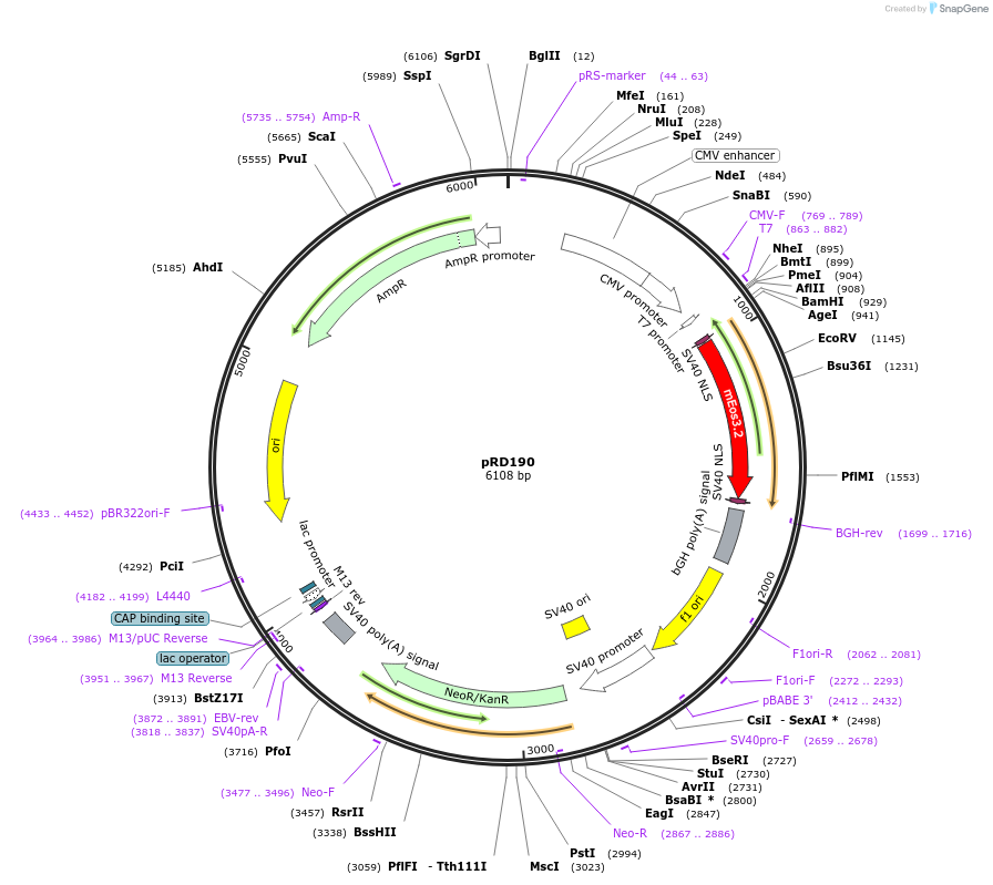 163100-plasmid-map-sequence-id-321841